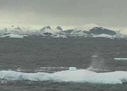 Антарктида станет зеленым континентом – ученые