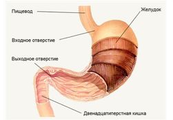 Названы самые популярные в России препараты для лечения желудка