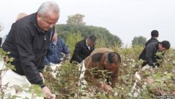 В Узбекистане выполнен план по сбору хлопка 