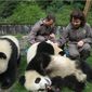 Численность больших панд в заповедниках Китая удвоилась за 10 лет