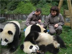 Численность больших панд в заповедниках Китая удвоилась за 10 лет