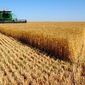 Почти половина украинского экспорта приходится на аграрную продукцию