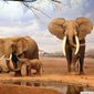 Крыму на заметку: Зимбабве распродает слонов из заповедников