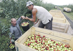 «Импортозамещенные» российские яблоки почти вдвое дороже бананов
