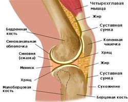 Анатомы открыли ранее неизвестную связку в человеческом колене 