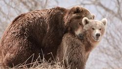 Представления о моногамности самок и полигамности самцов устарели – ученые