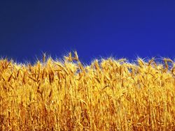 Обзор рынка пшеницы: погода практически не влияет на цену