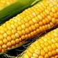 Инвесторам: рынок кукурузы в ожидании выхода отчета USDA