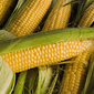 Стоит ли ожидать обвала рынка кукурузы