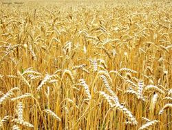 Трейдеры в ожидании отчетов USDA по рынку пшеницы