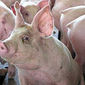 Трейдерам: цена на рынке свинины США показывает рост