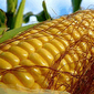 Рынок кукурузы пока торгуется во флете