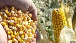 Соя и кукуруза на этой неделе демонстрируют рост