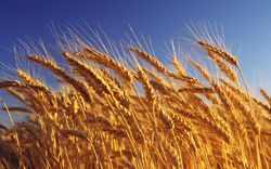 Растущий доллар и высокие прогнозы на урожай давят на пшеницу - трейдеры