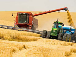 Сколько зерновых планируют собрать в Азербайджане?