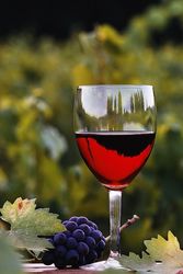 Правительство Молдовы передаст контроль над виноделием частному сектору