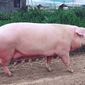 Цена на фьючерс свинины обновила трехнедельный минимум