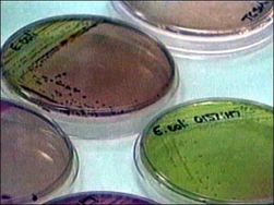 Кишечная палочка E.coli уже в США 