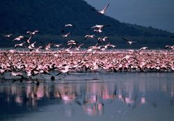 Учеными установлена причина миграции птиц