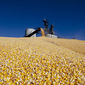 Трейдеры о рынке кукурузы после отчетов WASDE