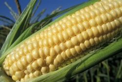 Станет ли Россия главным потребителем ГМО-продукции?