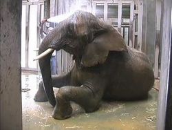 В американском зоопарке слон убил человека