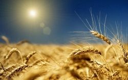 Цена на пшеницу по-прежнему остается зажатой фундаментальными факторами