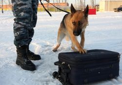 В Санкт-Петербурге на детской площадке найден чемодан с телом женщины