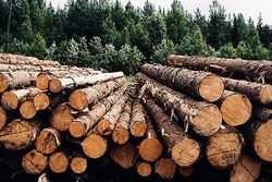 Беларусь предложила России древесину для строительства домов погорельцам