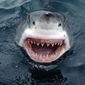 Стоит ли плавать с акулами-людоедами даже ради благих целей – споры ВКонтакте