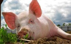 Анализ рынка свинины США