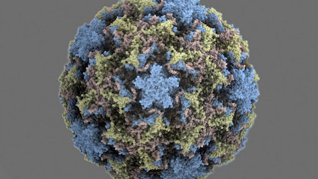 rhinovirus.jpg