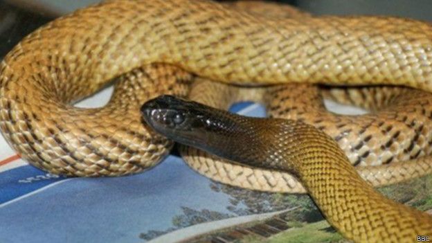 160208044744_inland_taipan_snake_624x351