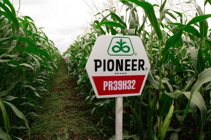 72dddde---stochnik-foto--dupont-pioneer-