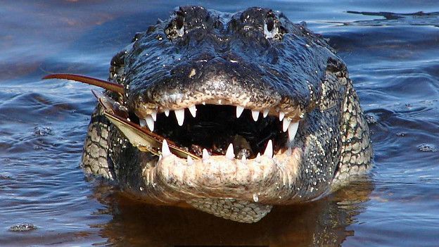 160621141441_alligator_head_624x351_usfi