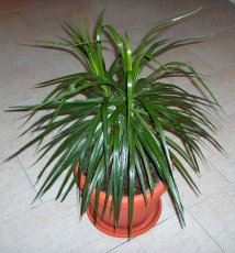 Драцена (Dracaena) – комнатное растение