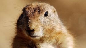 151015113223__86100242_prairiedog.jpg