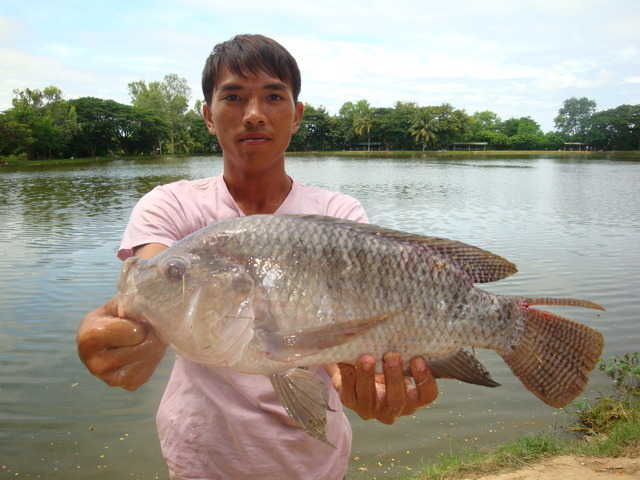 tilapia_123.jpg